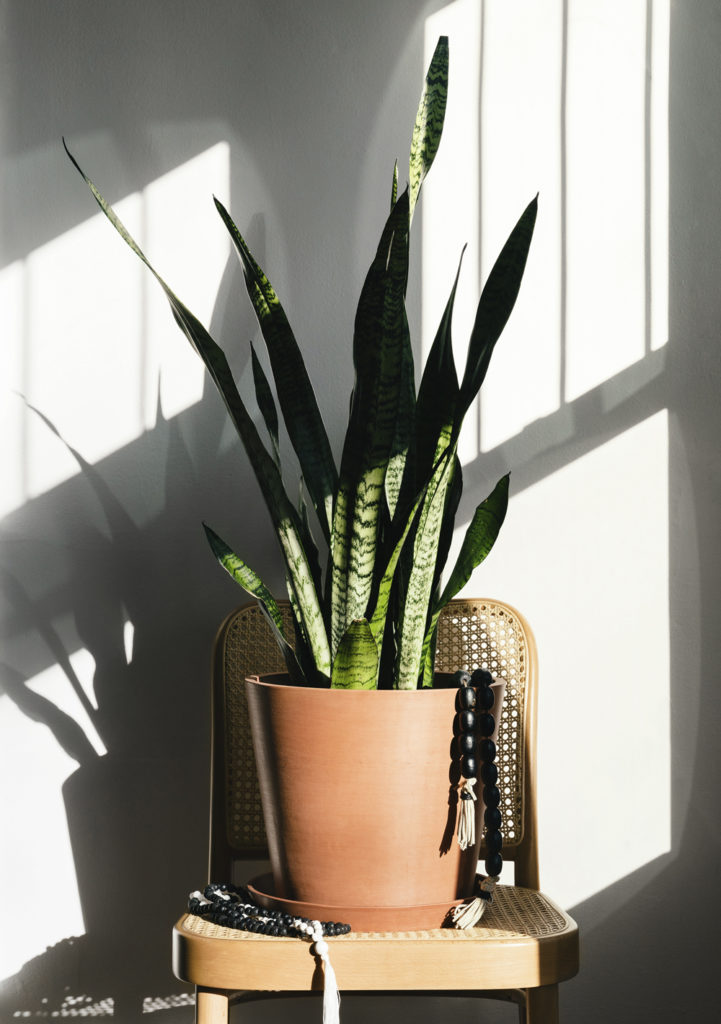 snake plant on chair