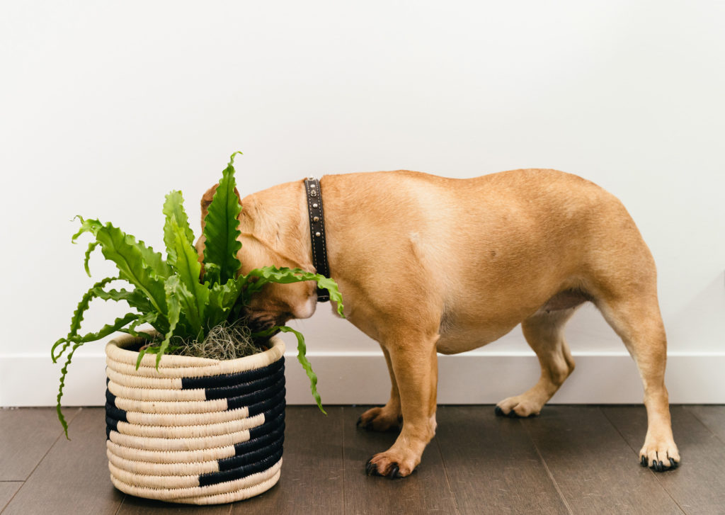 Dog and plant